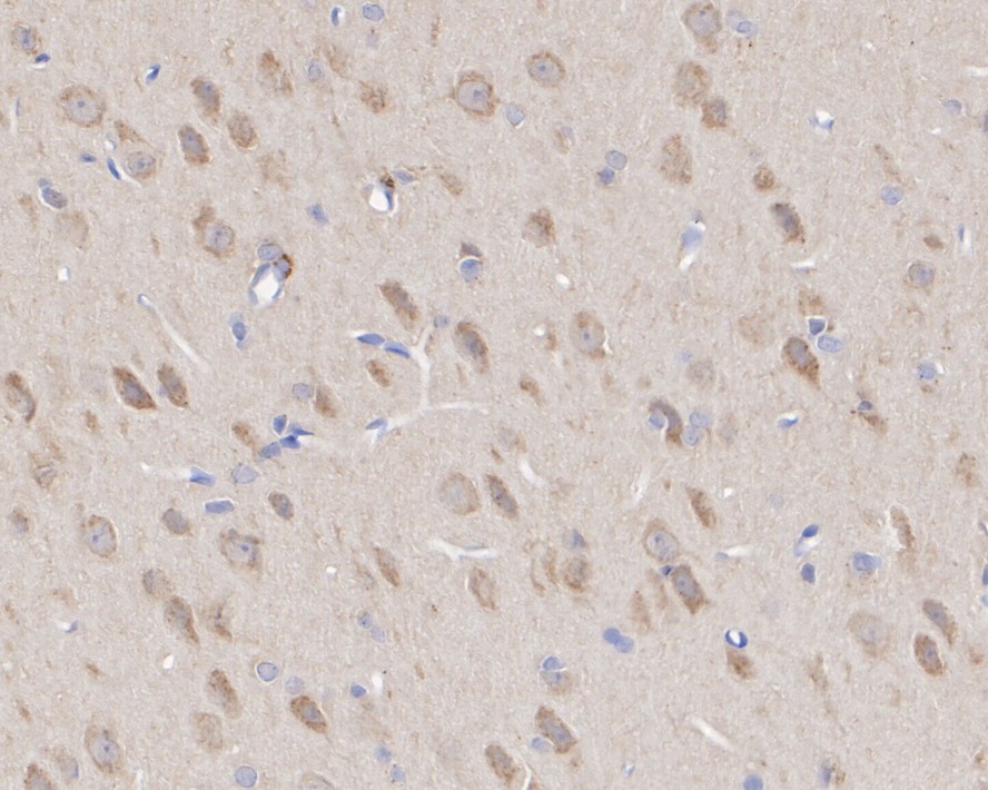 ET1610-11_8.jpg