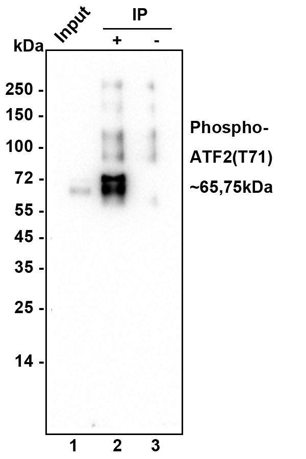 ET1610-30_17.jpg