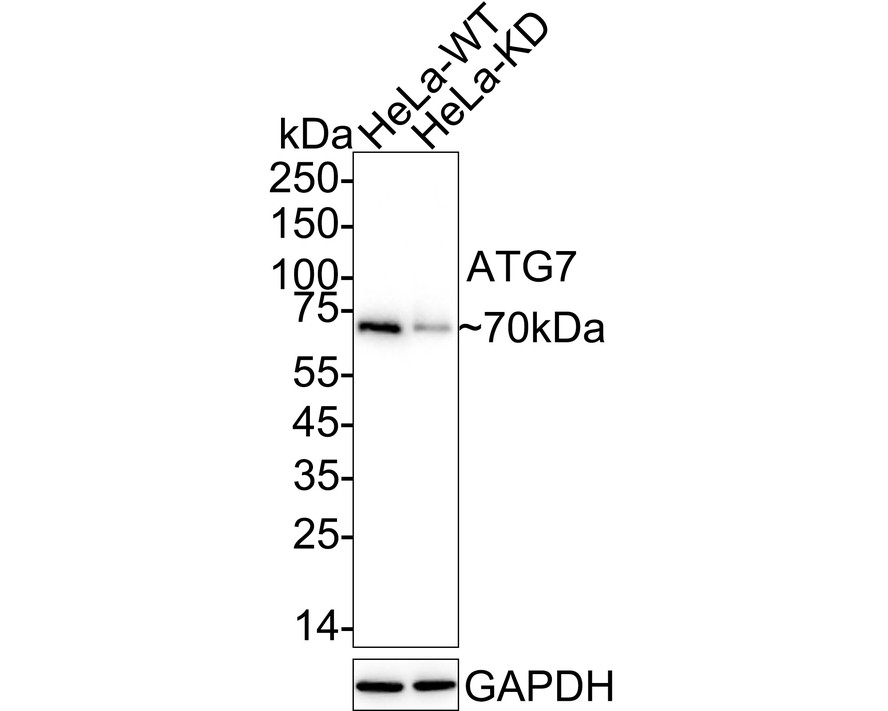 ET1610-53_8.jpg