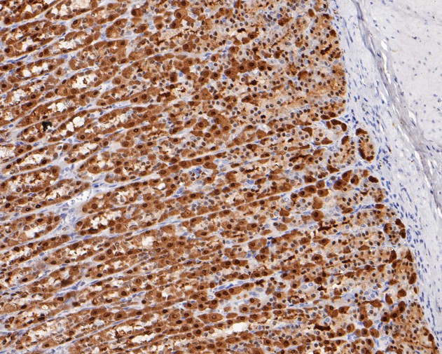 ET1610-57_5.jpg