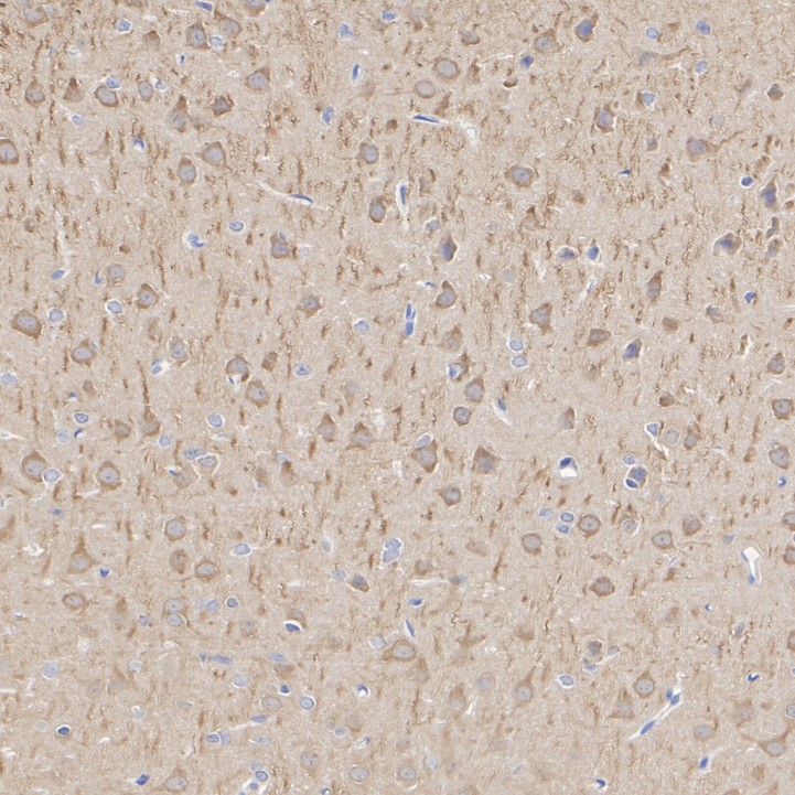 ET1611-37_3.jpg