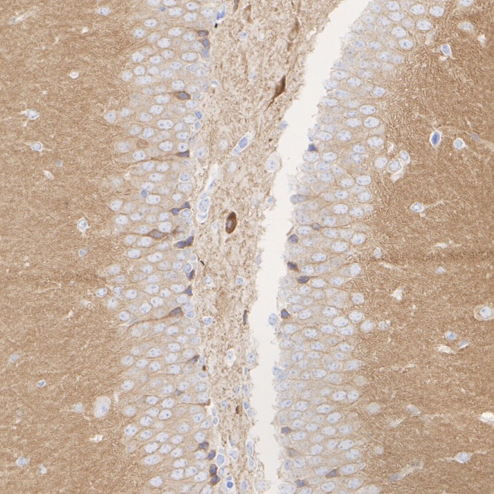 ET1612-10_3.jpg