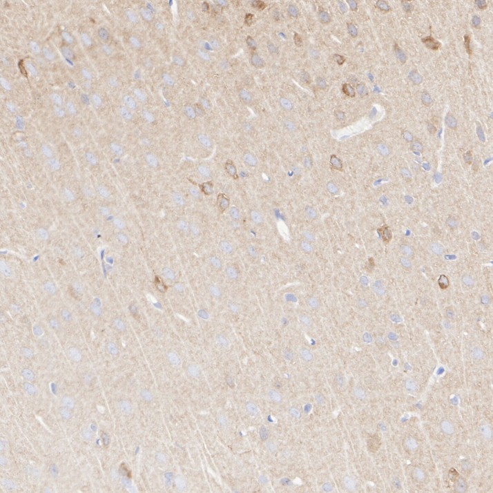 ET1612-10_5.jpg