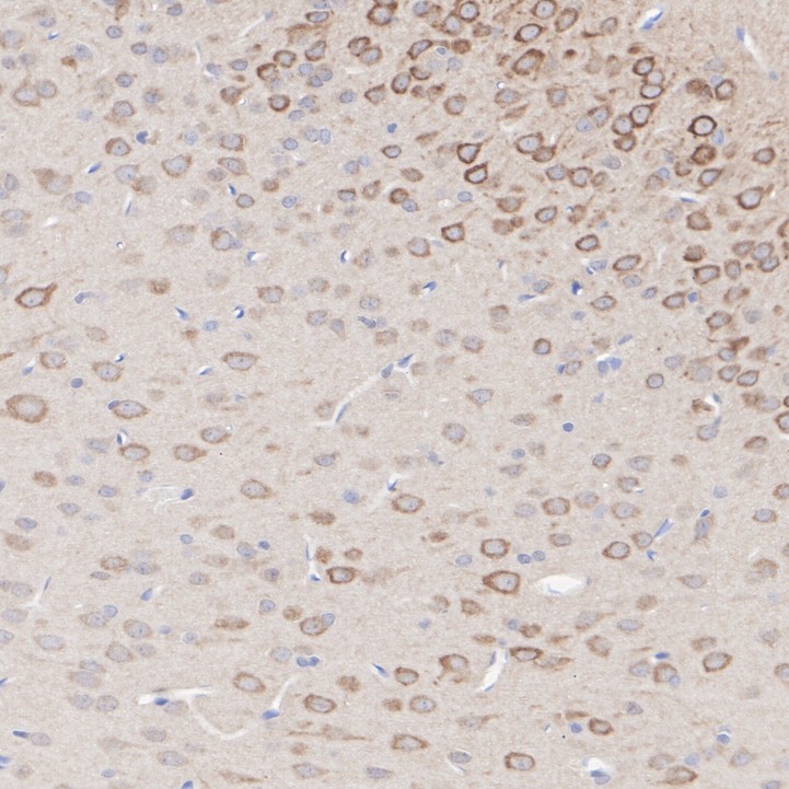 ET1701-20_6.jpg