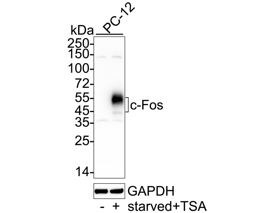 ET1701-95_2.jpg