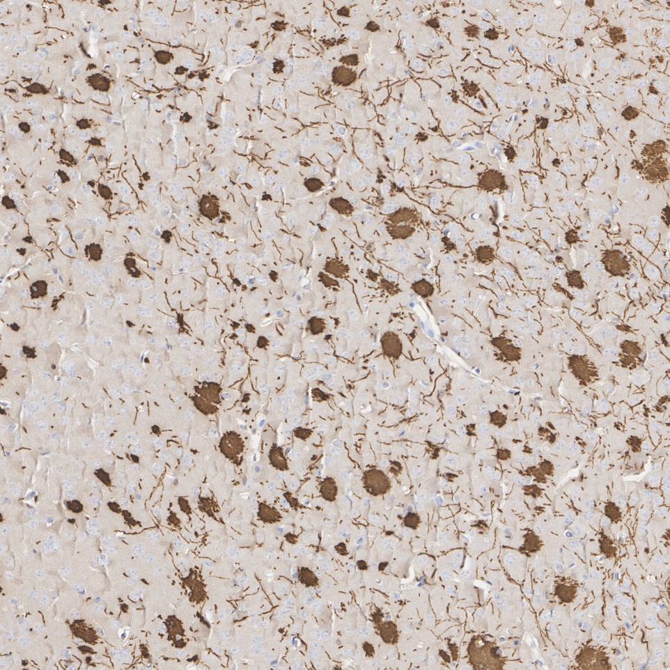 ET1702-15_10.jpg