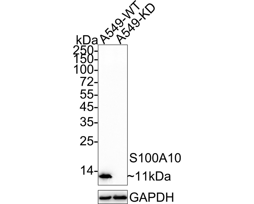 ET1702-38_1.jpg