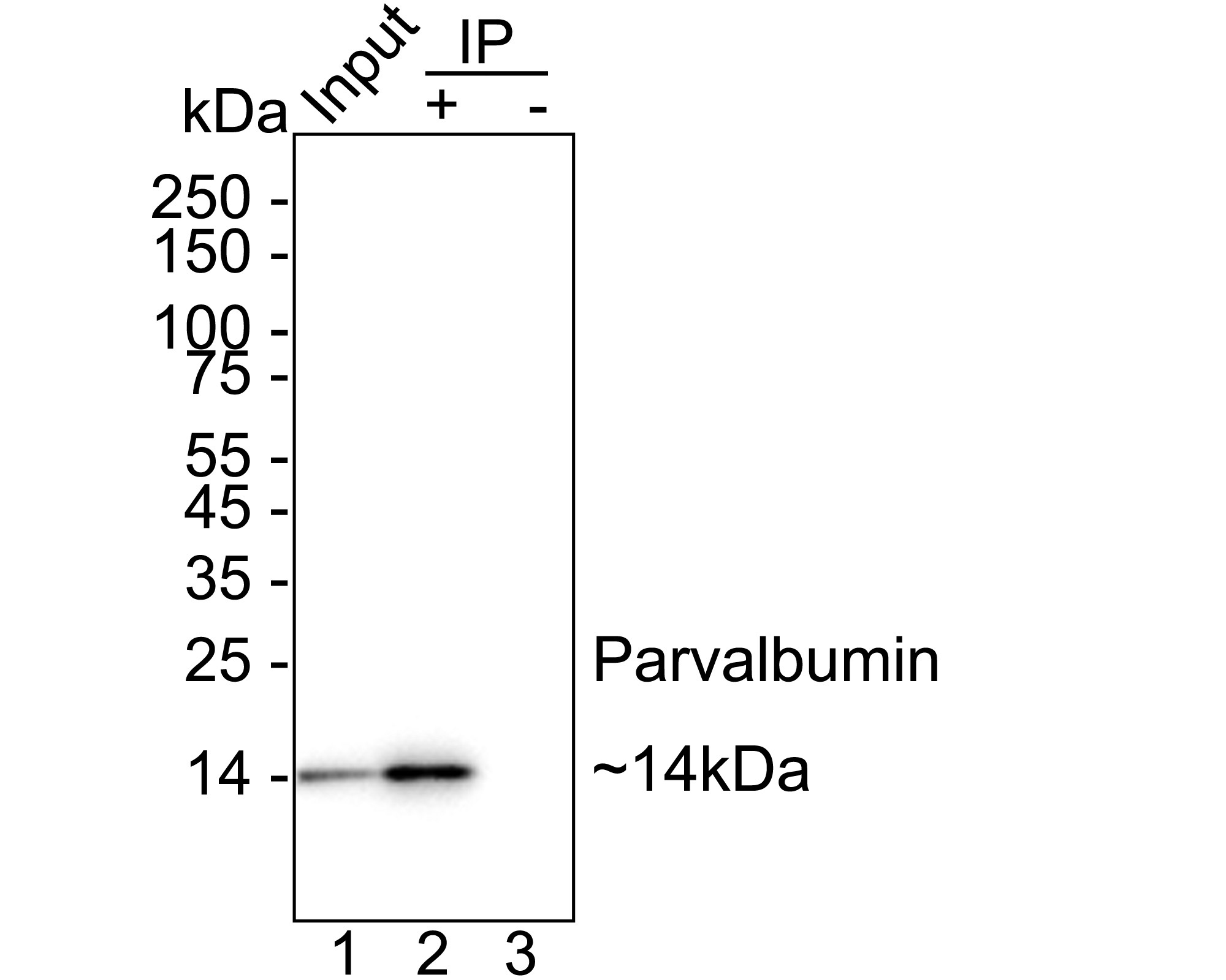 ET1703-15_12.jpg