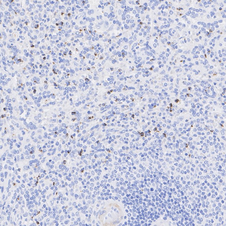 ET1703-59_3.jpg