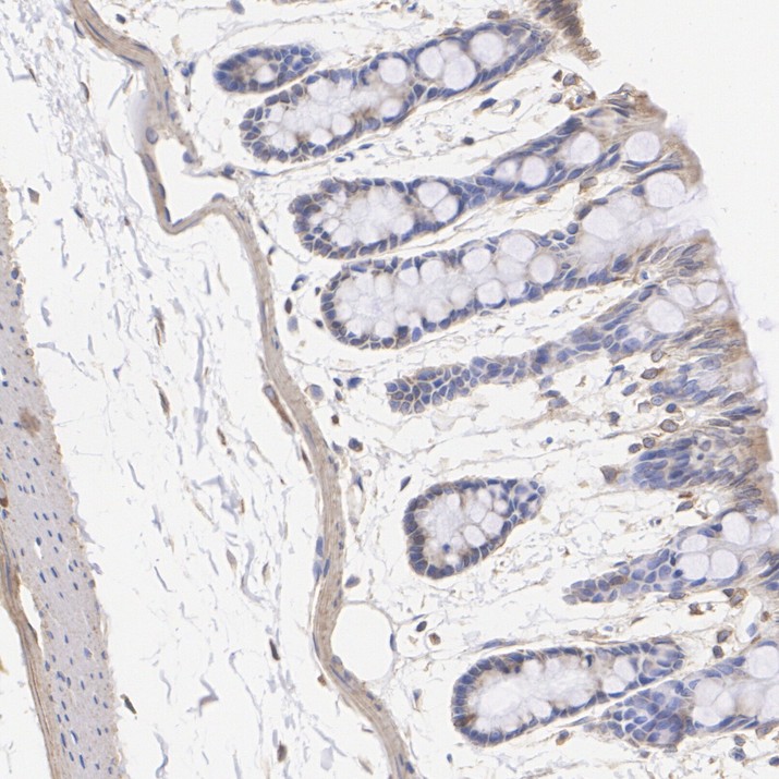 ET1703-96_8.jpg