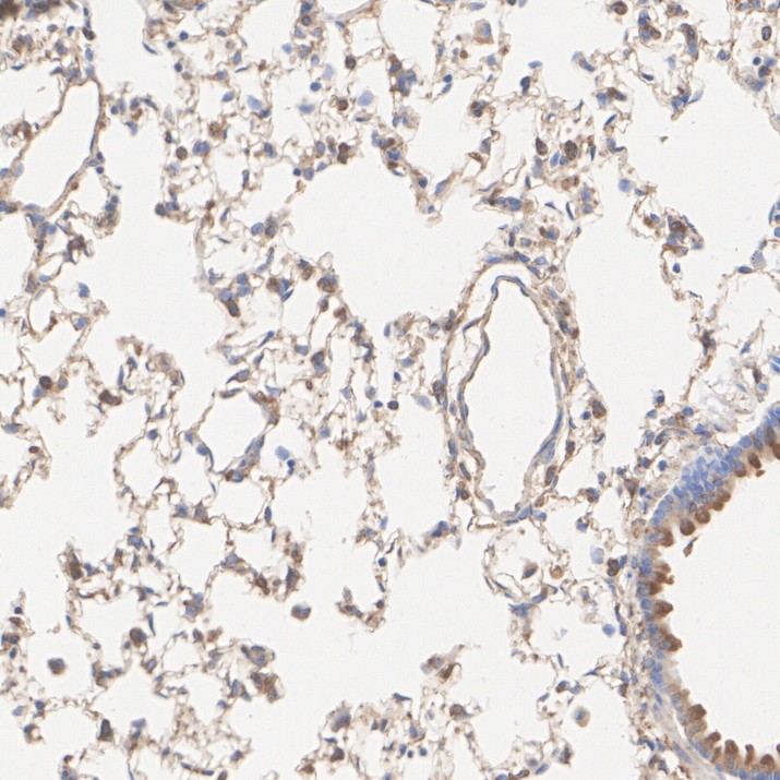 ET1703-96_9.jpg
