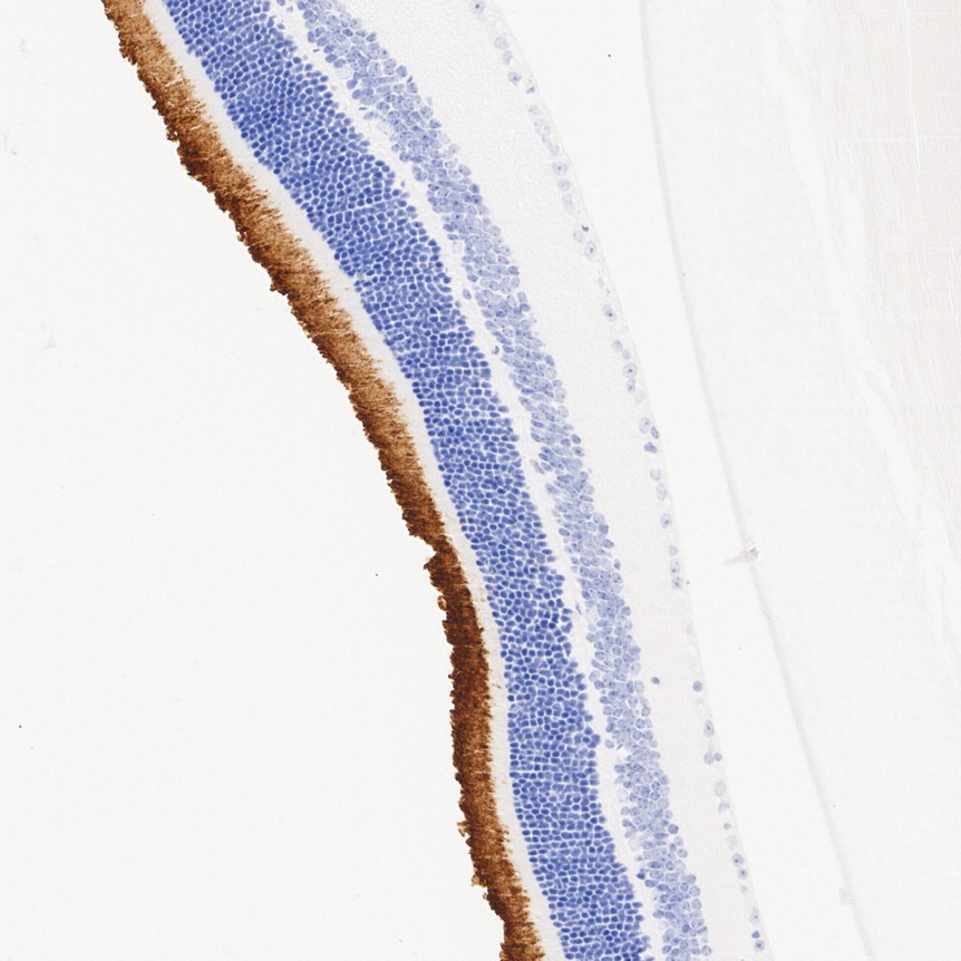 ET1704-12_3.jpg