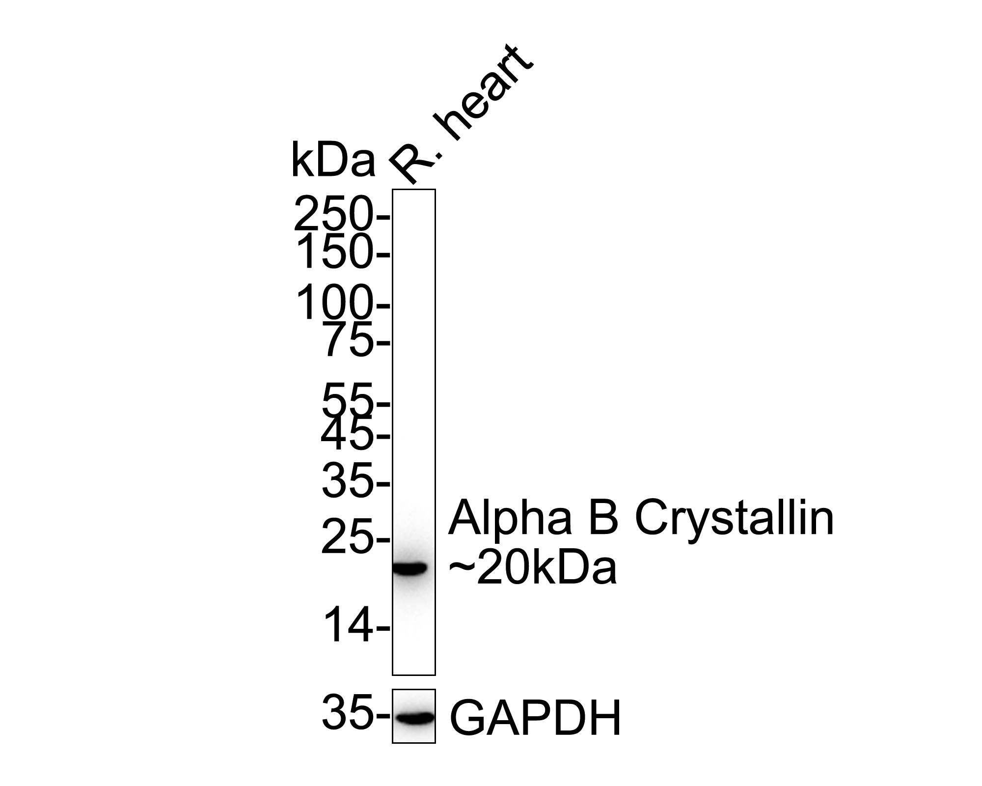 ET1704-60_6.jpg