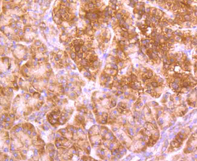 ET1705-53_6.jpg