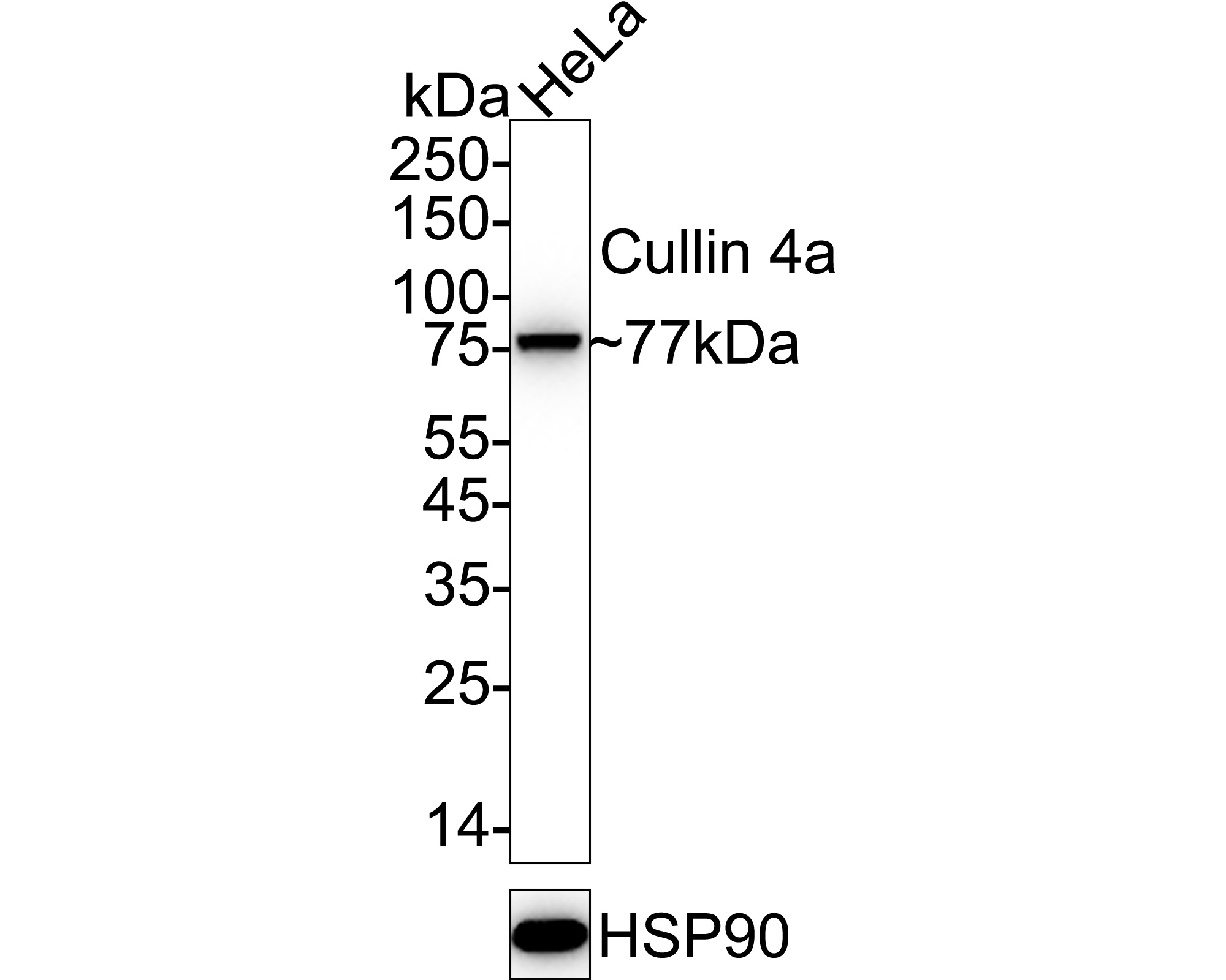 ET7106-56_1.jpg