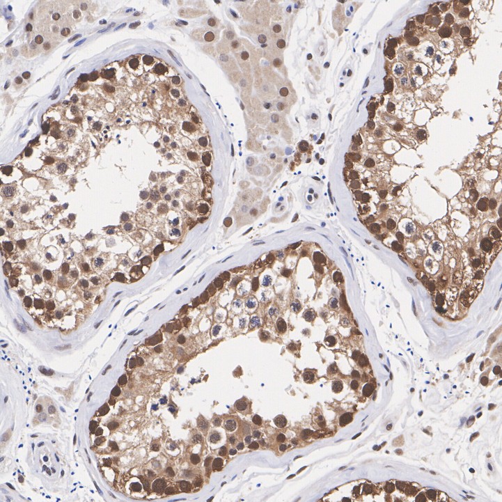 ET7106-56_5.jpg