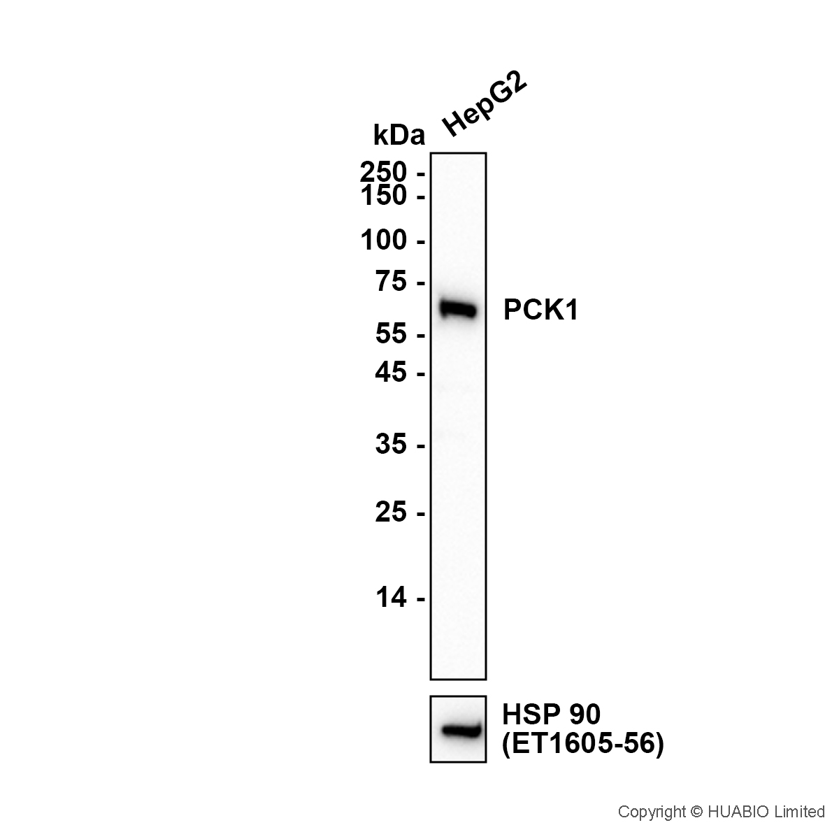 ET7106-81_6.jpg