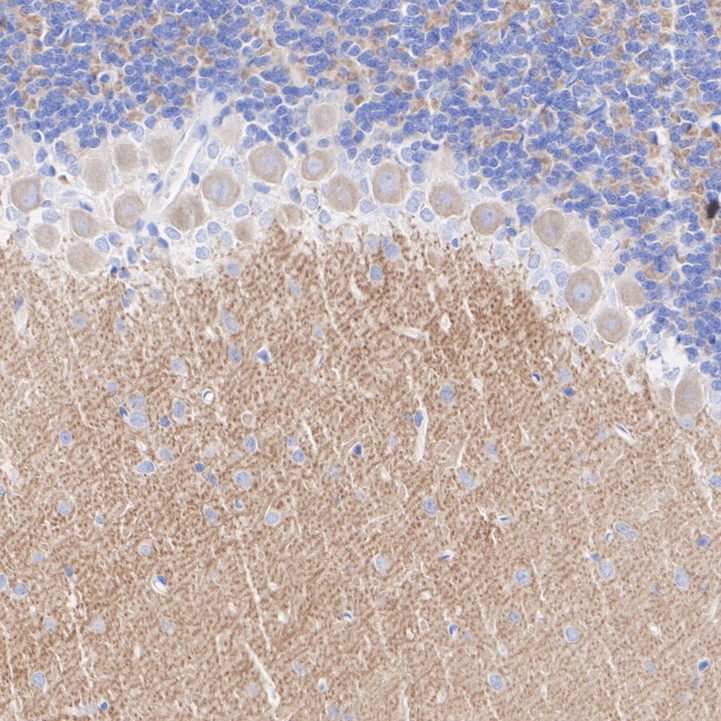 ET7106-88_8.jpg