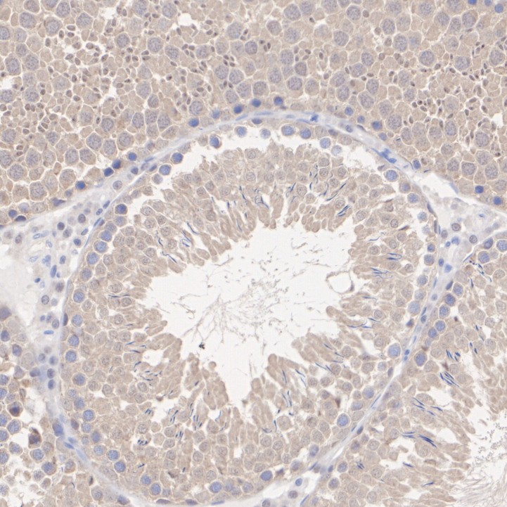 ET7107-23_5.jpg