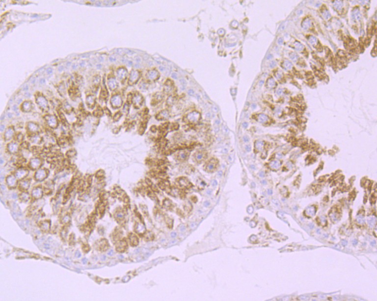 ET7108-47_2.jpg