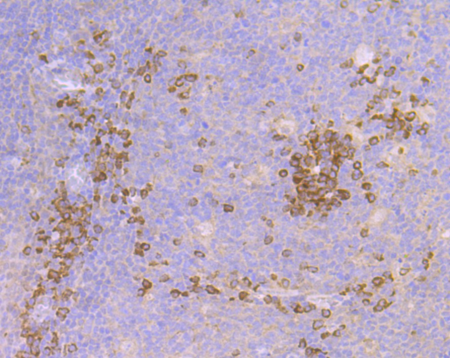 ET7108-47_3.jpg
