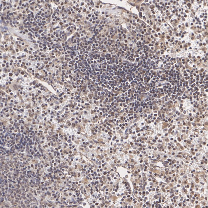 ET7108-87_6.jpg