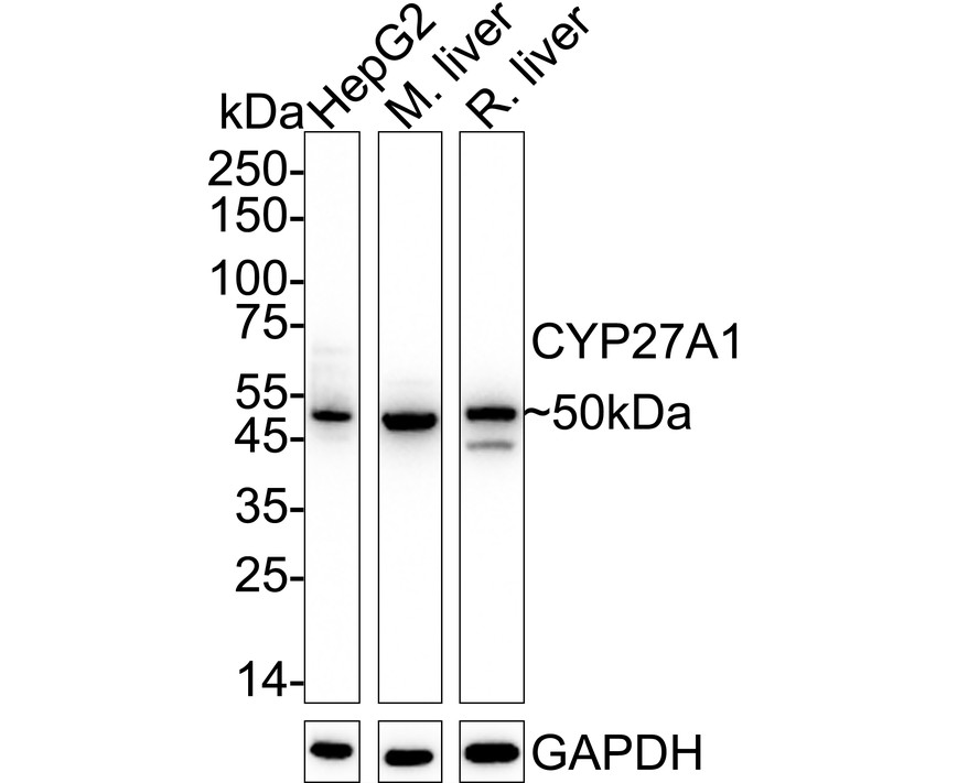 ET7109-05_1.jpg