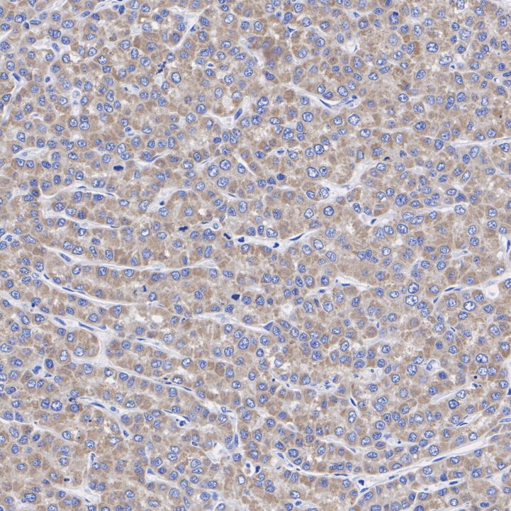 ET7109-05_3.jpg