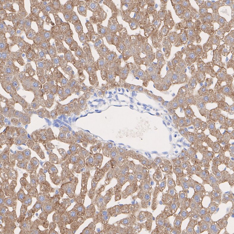 ET7109-05_5.jpg