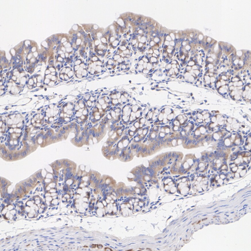 ET7109-10_6.jpg