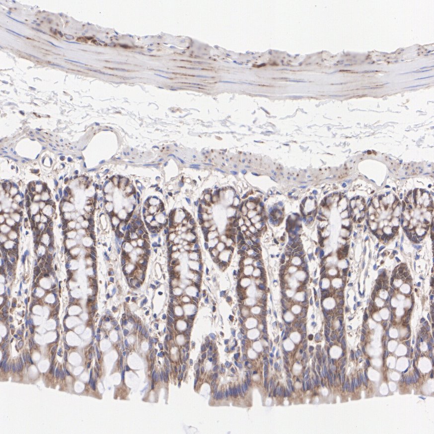 ET7109-10_8.jpg