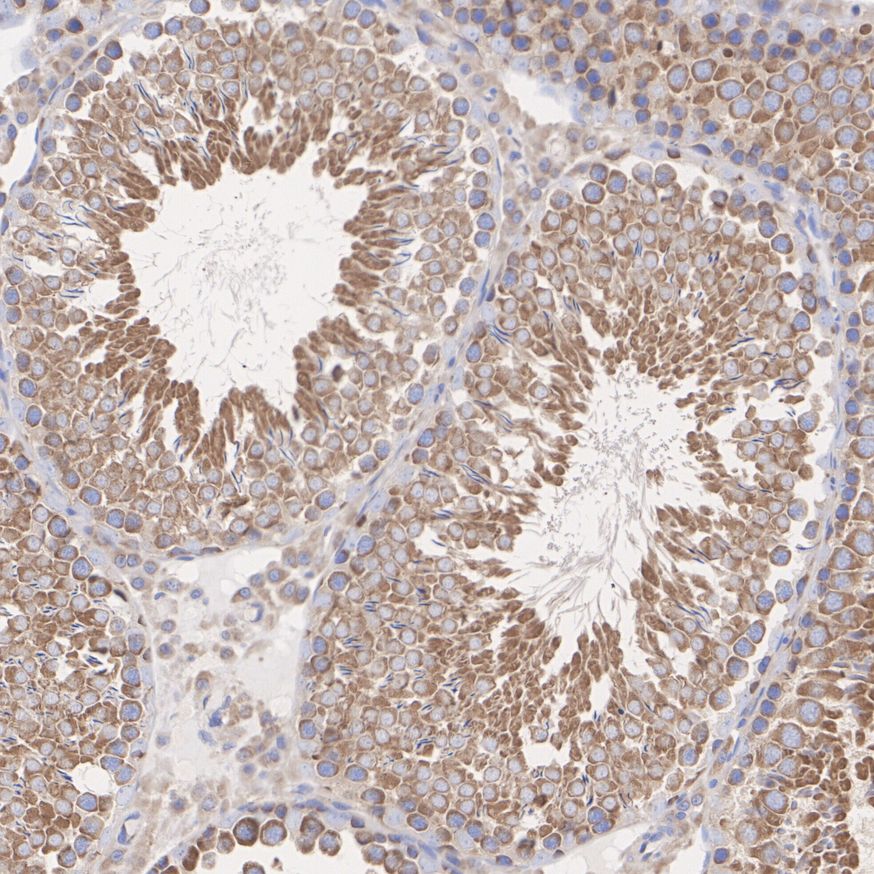ET7109-10_9.jpg
