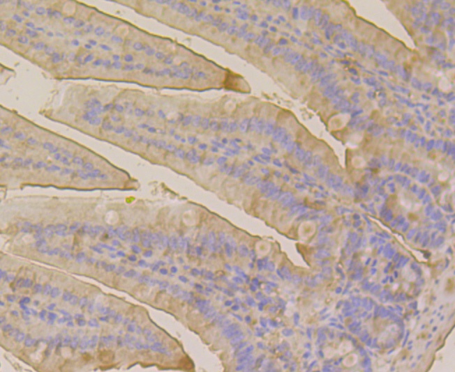 ET7109-31_7.jpg