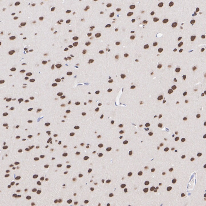 ET7109-52_11.jpg