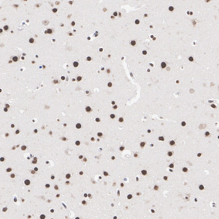 ET7109-52_7.jpg