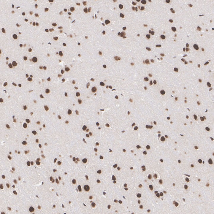 ET7109-52_9.jpg