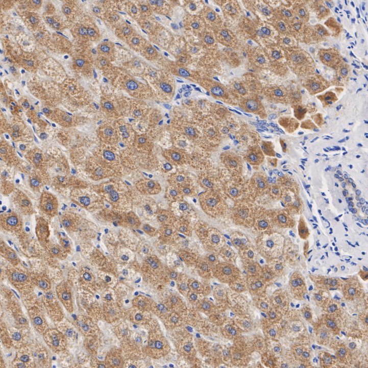 ET7109-54_3.jpg