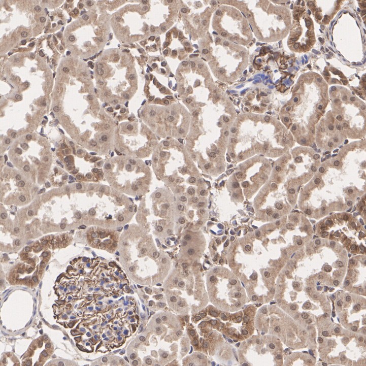 ET7109-91_8.jpg
