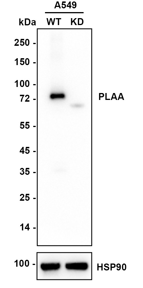 ET7111-06_10.jpg
