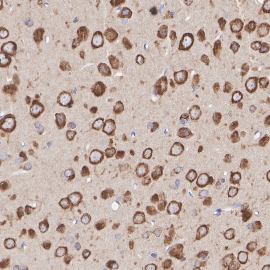 ET7111-18_4.jpg