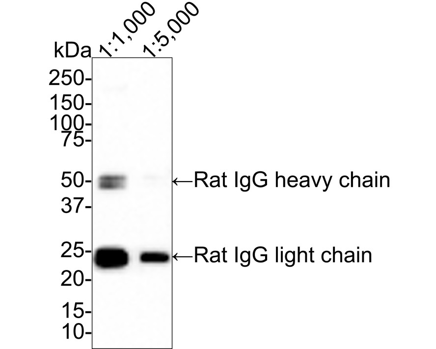 HA1023_1.jpg