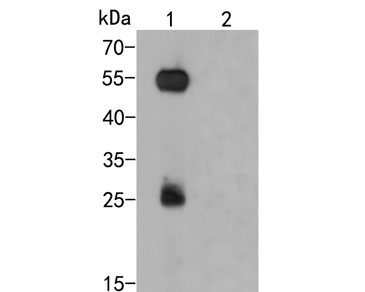HA1033_1.jpg