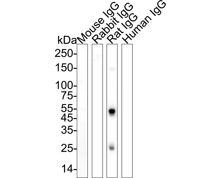 HA1034_1.jpg