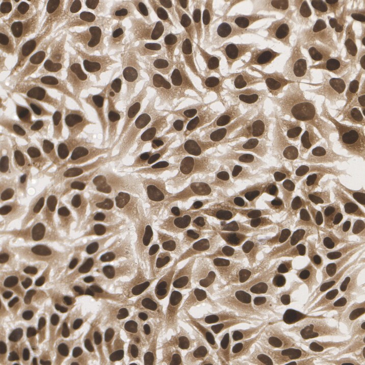 HA1120_2.jpg