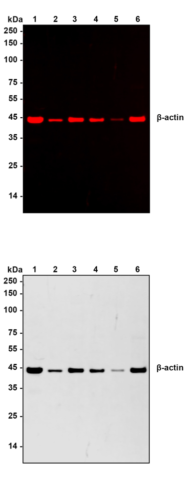 HA1130_1.jpg