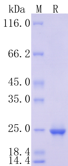 HA210981_1.jpg