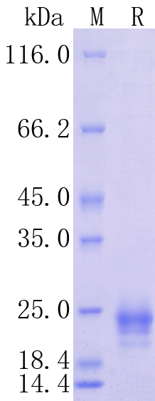 HA210987_1.jpg