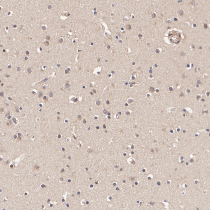 HA500117_4.jpg