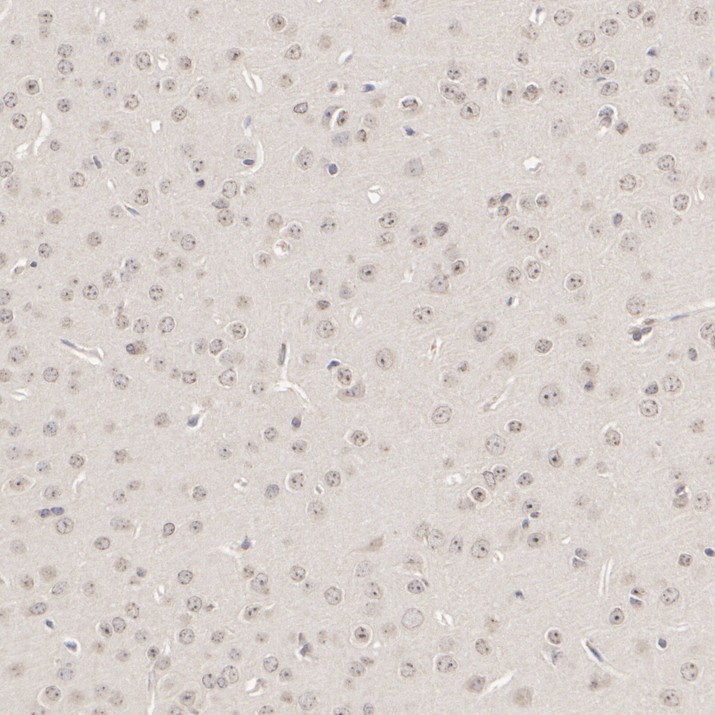 HA500117_6.jpg