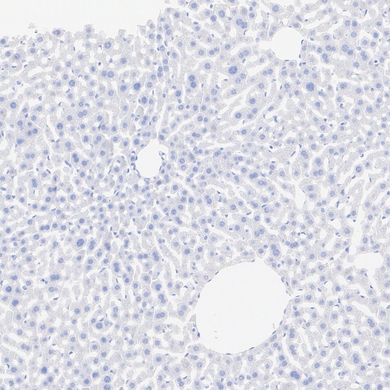 HA500202_6.jpg
